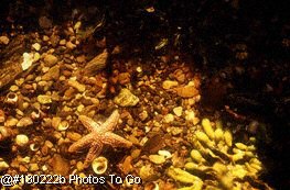 Pebbles, snails & starfish in tide